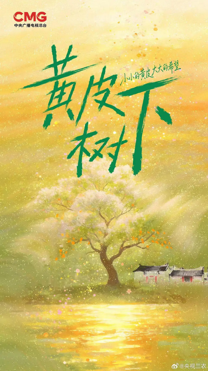 黄皮树下